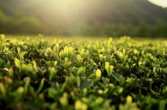 【個(gè)性定制】納新茶業(yè)首批個(gè)性化產(chǎn)品選登