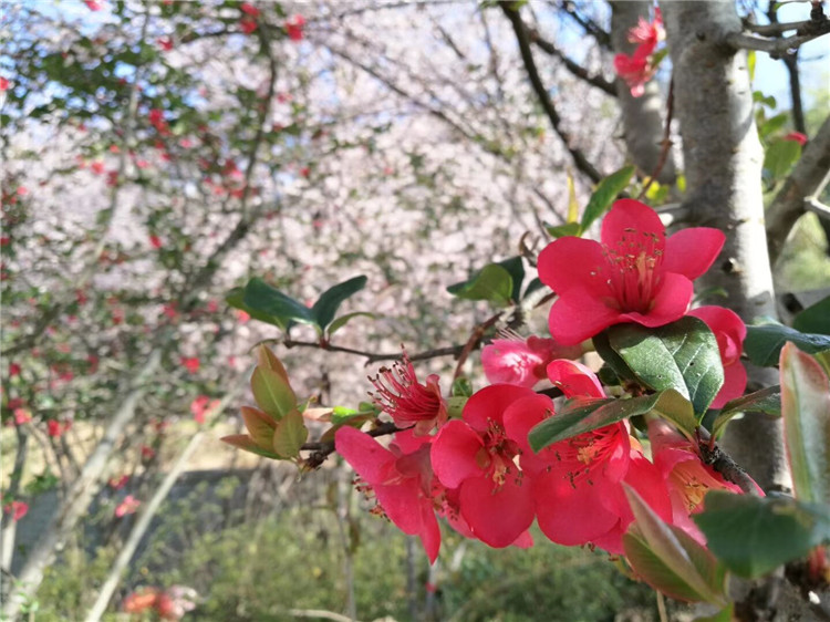 踏春游園（一）