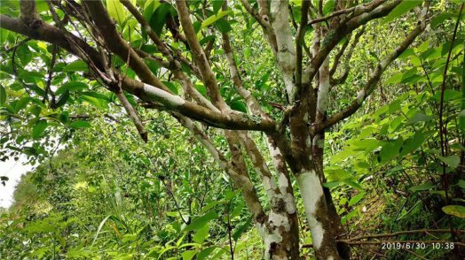 納新茶業(yè)第一款白茶今天開(kāi)始采摘鮮葉
