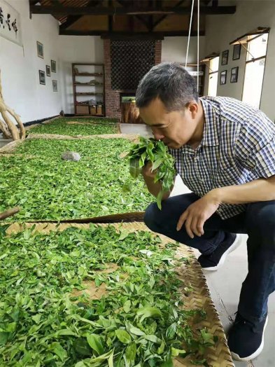 南糯山半坡老寨 納新白茶采摘制作基地