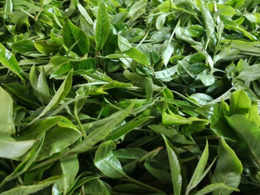 2020納新云南茶山行——推薦茶品納新“口糧二號”