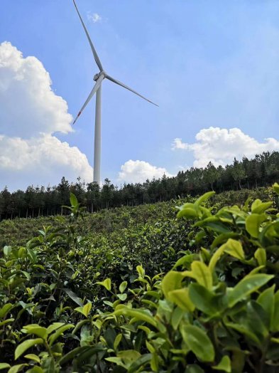 2020納新云南茶山行——星火山