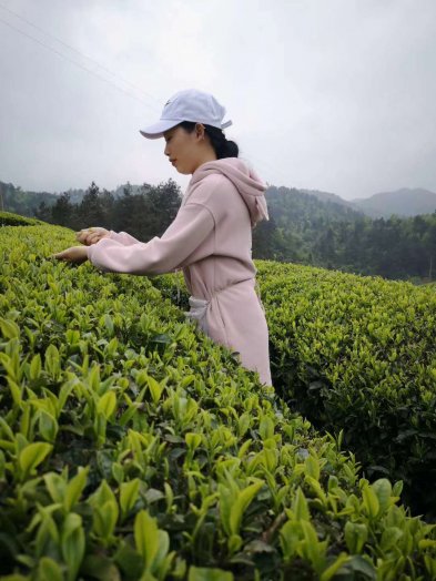 2020納新貴州鎮遠茶山行——茶場(chǎng)采茶忙
