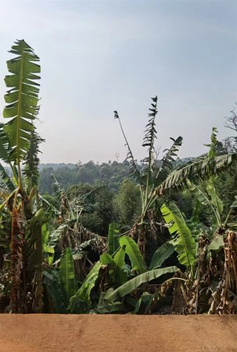 2023納新茶業(yè)勐海茶山行 -- 納新茶業(yè)勐海制茶學(xué)習基地2
