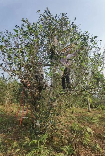 2023納新茶業(yè)勐海茶山行 -- 勐往鄉曼糯上寨