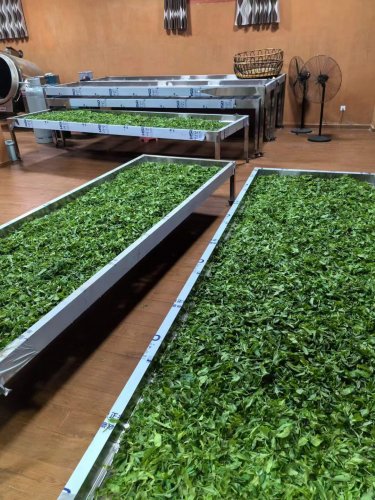2024納新茶業(yè)勐海茶山行 -- 親手嘗試炒茶