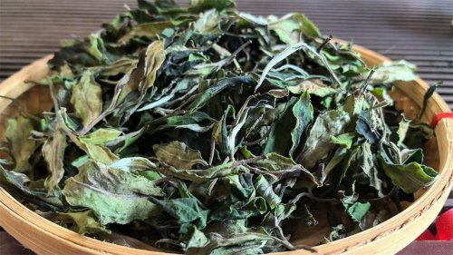 2024納新茶業(yè)勐海茶山行 -- 滑竹梁子“野生古茶樹(shù)”白茶