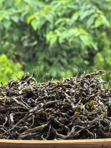#2025納新茶業(yè)勐海茶山行——勐宋那卡