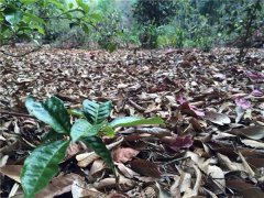 2015納新勐海茶山行——抵達易武茶區