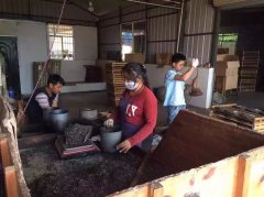2016納新勐海茶山行——今年的春茶已開(kāi)始生產(chǎn)