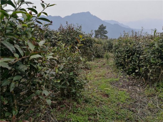 2018納新湖南湘西茶山行——古丈縣高望界茶園