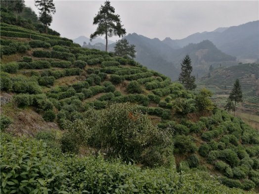 2018納新湖南湘西茶山行——保靖黃金茶