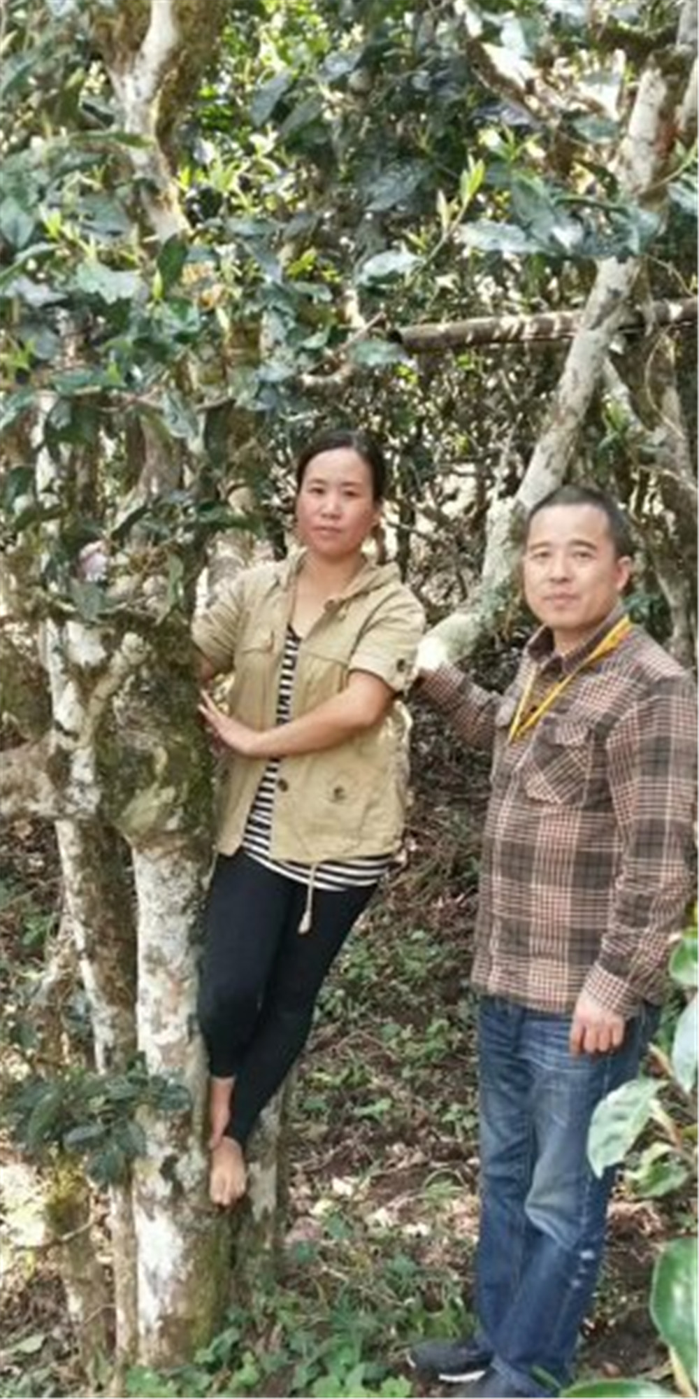 2018納新云南茶山行——納新茶業(yè)與邦盆老寨古樹(shù)茶園莊主正式簽訂定采協(xié)議