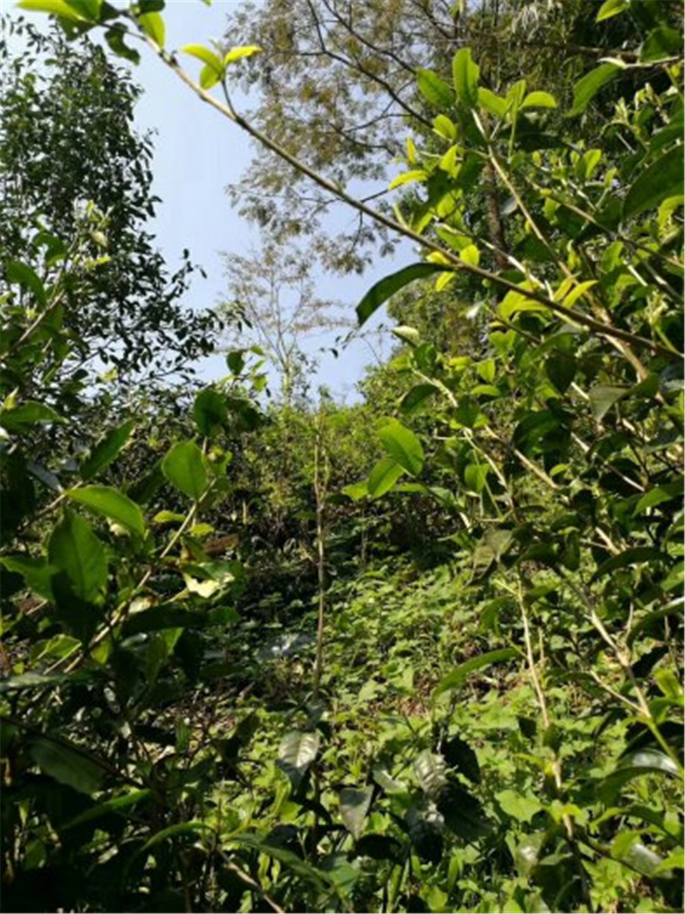 2018納新云南茶山行——勐?？h勐宋鄉納新茶業(yè)最主要的原料供應地