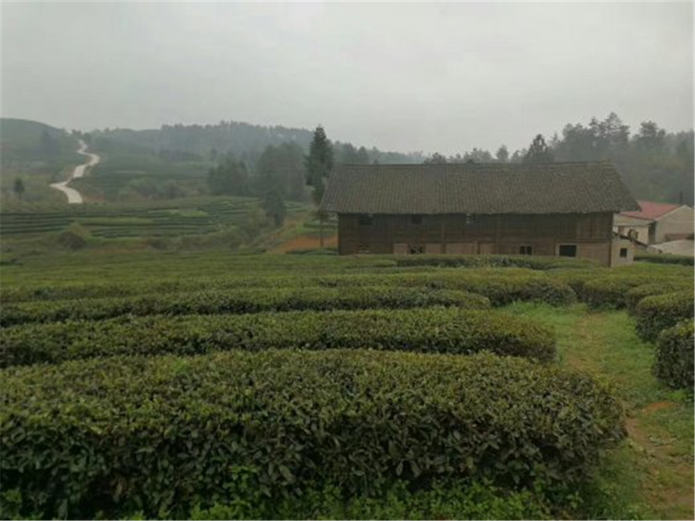2018納新貴州茶山行——鎮遠舞陽(yáng)茶廠(chǎng)隨手拍