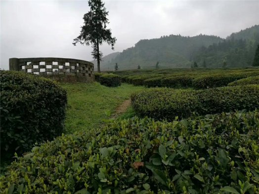 納新＂?陽(yáng)特級高山云霧綠茶＂即將發(fā)往長(cháng)沙