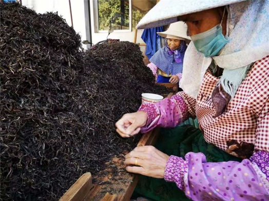 2018納新勐海茶山行 —— 人工撿剔（茶葉制作工序）