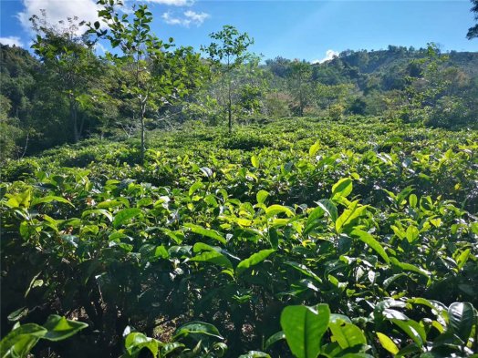 2019納新勐海茶山行 —— 活動(dòng)日程安排