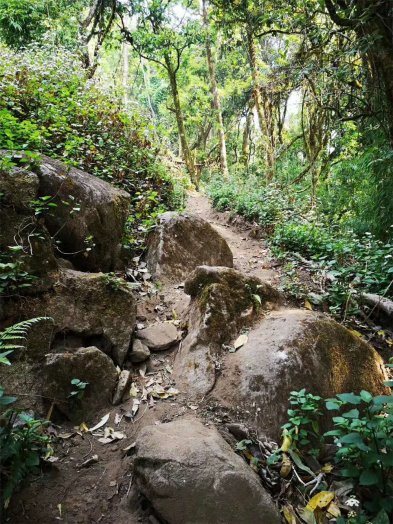 2019納新勐海茶山行 —— 攀登西雙版納最高峰“滑竹梁子”