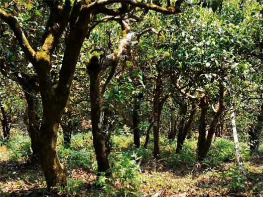 2019納新勐海茶山行 —— 滑竹梁子頭春茶