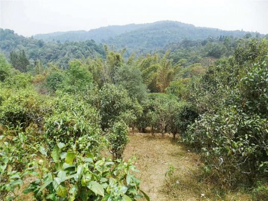 2019納新勐海茶山行 —— 邦盆古茶園