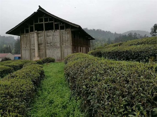 貴州舞陽(yáng)茶廠(chǎng)今年第一批頭春茶正在加工中，下周一發(fā)往長(cháng)沙